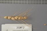 Click for 1 image(s) for this accession. Spike